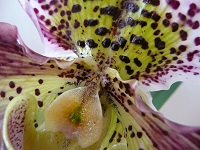 Cattleya, Laelia, Guarianthe : Botaniques et Hybrides Primaires 967-82