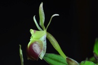 Cymbidium (alliés) : Ansellia, Cymbidiella, Eulophia, Grammatophyllum 982-13