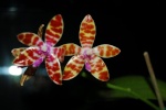 Dendrobium 99-94