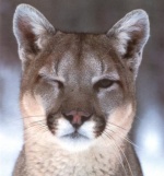 Cougar