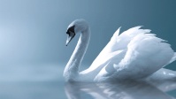 Le chant du cygne