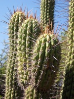 Cactus.