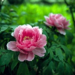 peony066