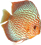 Symphysodon Discus 11-9