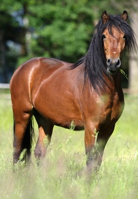 dartmoor pony