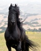 black beauty