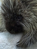 Porcupine Cub