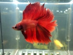 marleybetta