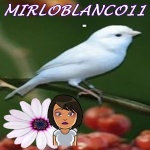 mirloblanco11