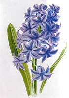 Hyacinth