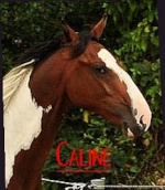 Caline