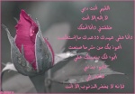 نور الهدى