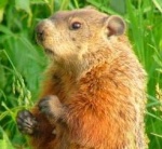 Marmotte