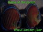 flame of the forest