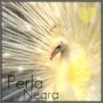 Perla Negra