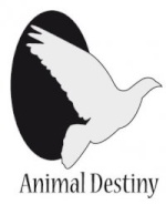 Animal-Destiny