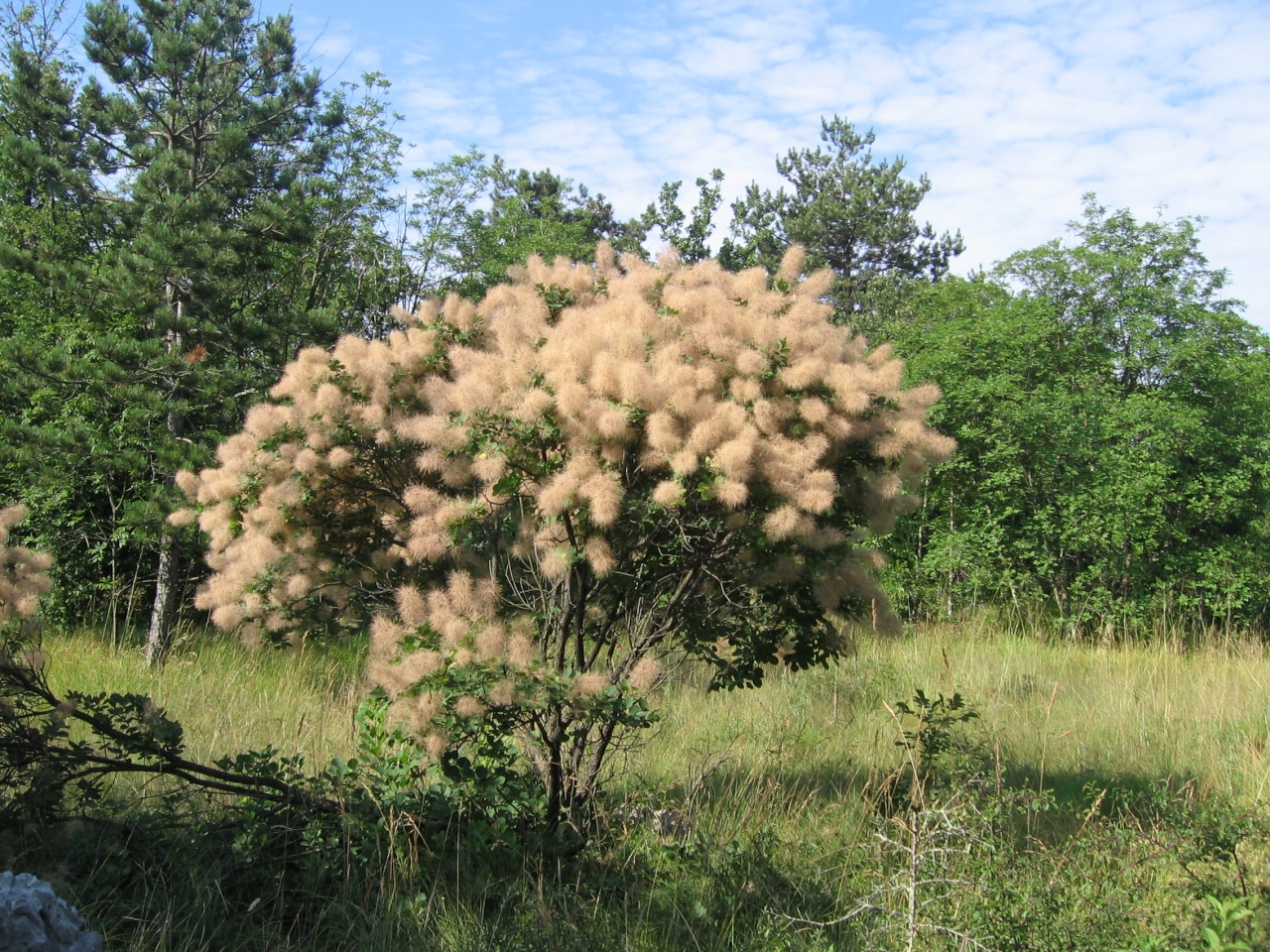 pliskovica 2008