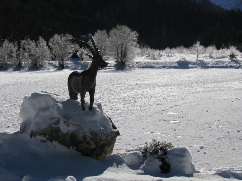 kranjska gora 2009 - kozorog