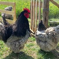 poule-il-gonfl