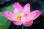 pink lotus