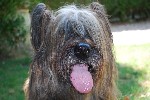 briard27