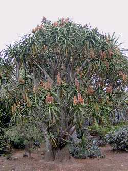 Aloe Barberae