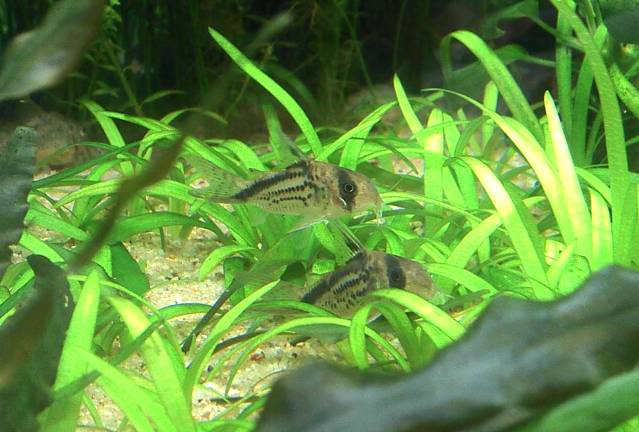 corydoras mayo 2012