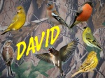 DAVID DH