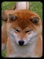 Shiba_du_sud