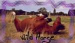 Wild Horse