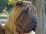 Pricajmo o forumu - www.sharpei-balkan.com 127-19