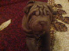 Shar Pei forum 6-19