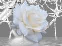 الوردة البيضاء