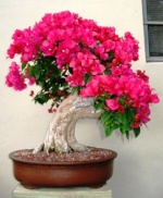 Caribbean Bonsai