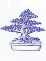 Bonsai Kas