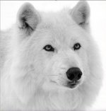 White Wolf