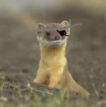 Weasel Slayer