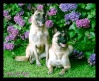 LES CHIENS DU FORUM Tara_e10