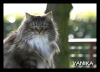 LES CHATS DU FORUM Vanika10