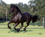 friesian