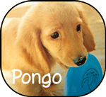 pongo