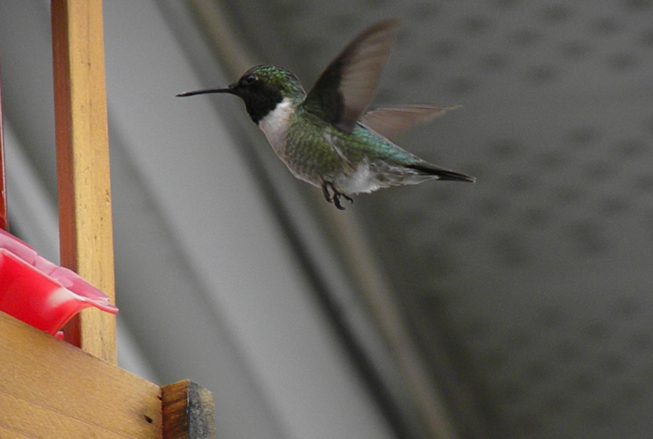 Un colibri à gorge rubis