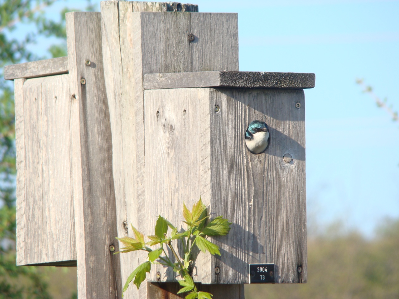 Hirondelle bicolore dans son nichoir