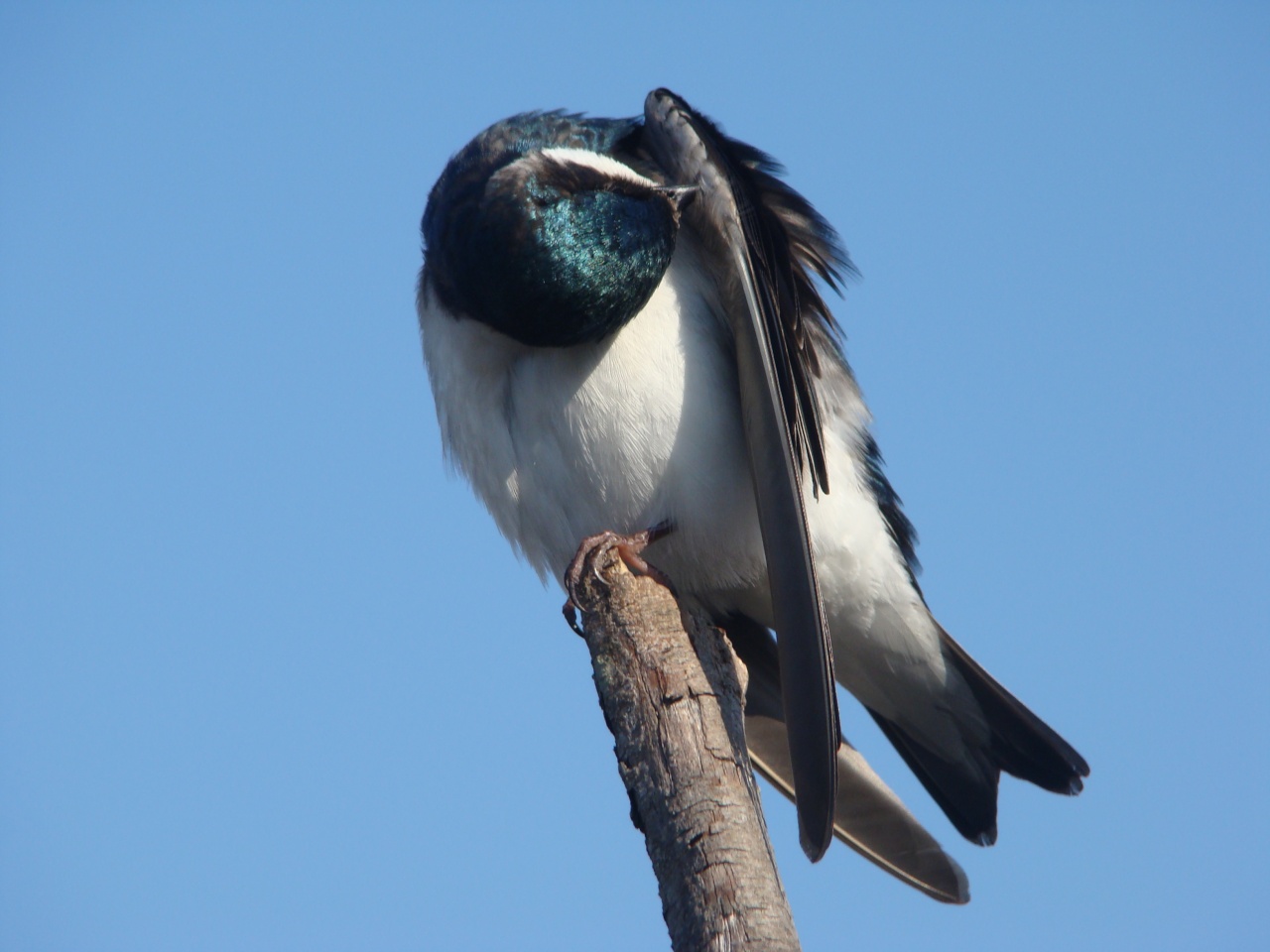 Hirondelle bicolore ( 2e photo )