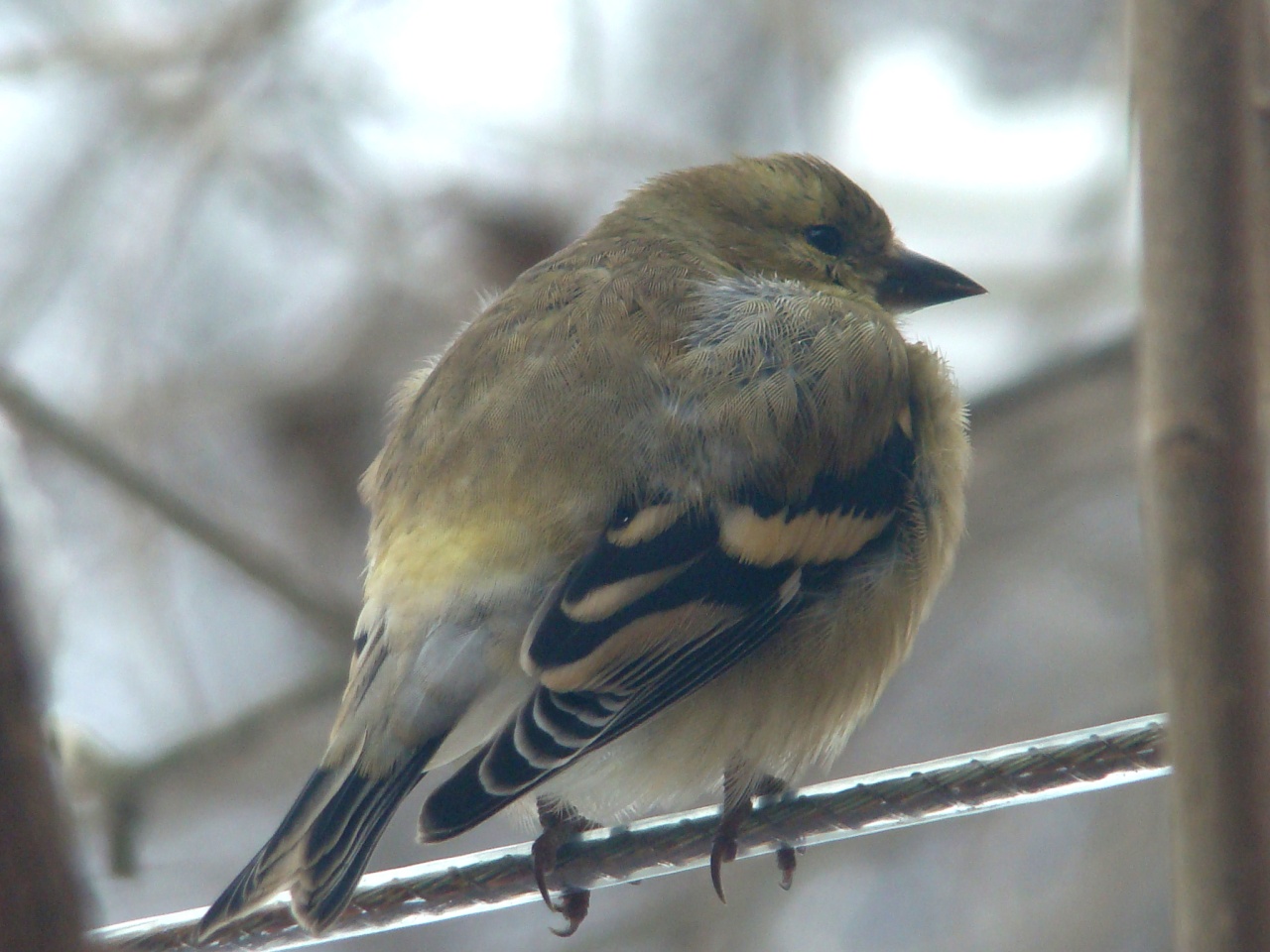 Chardonneret jaune