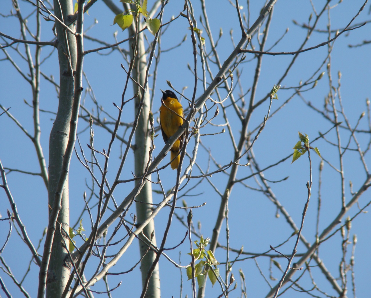 Oriole de Baltimore ( 2e photo )