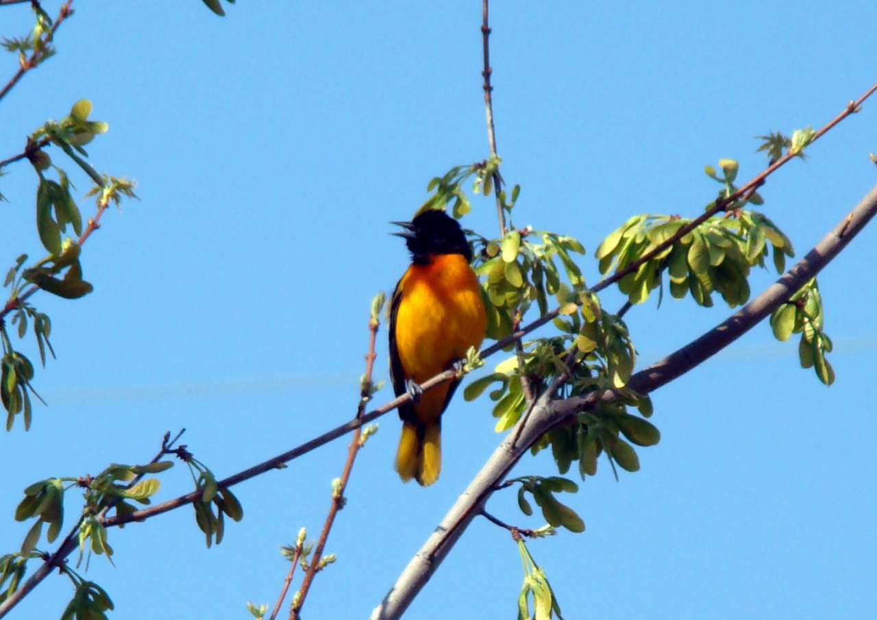 Oriole de Baltimore ( 3e photo )