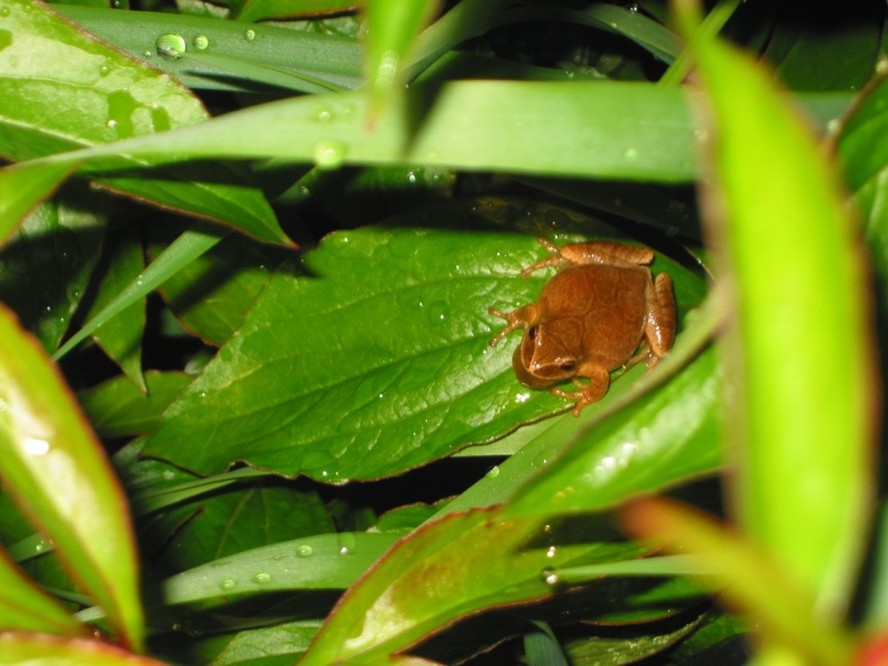 Rainette cruciforme