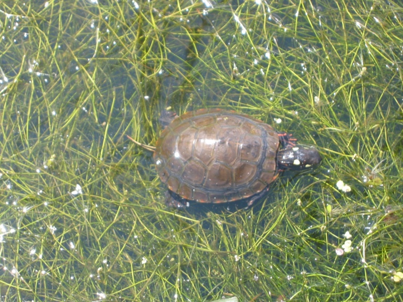 Tortue verte