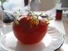 Tomate très spéciale : en effet, ses graines ont germées !
Photo obtenue sans aucun effet spécial !